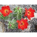 Echinocereus triglochidiatus gro&szlig; und absolut winterhart !!