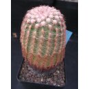 Echinocereus pectinatus (15) wurzelecht  !!