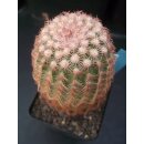 Echinocereus pectinatus (15) wurzelecht  !!