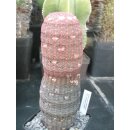 Echinocereus rubrispinus Lau088 gro&szlig; 18cm !