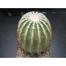 Echinocereus weinbergii  gro&szlig; 9,5cm WE!!