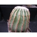 Echinocereus weinbergii  gro&szlig; 9,5cm WE!!