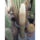 Cleistocactus spec. gro&szlig;es bewurzeltes und...