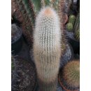Cleistocactus spec. gro&szlig;es bewurzeltes und...