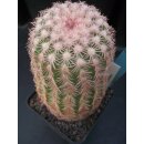 Echinocereus pectinatus (12) wurzelecht  !!
