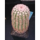 Echinocereus pectinatus (12) wurzelecht  !!