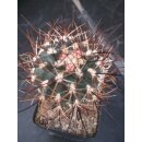 Sclerocactus glaucus SB1740 / gepfropft !