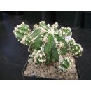 Astrophytum cv Fukuryu Hybride 6cm!