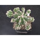 Astrophytum cv Fukuryu Hybride 6cm!