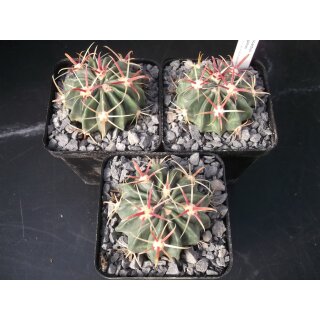 Ferocactus latispinus Nachzuchtpflanzen ca. 5,5cm !