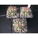 Ferocactus latispinus Nachzuchtpflanzen ca. 5,5cm !