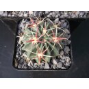 Ferocactus latispinus Nachzuchtpflanzen ca. 5,5cm !