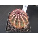 Echinocereus chloranthus  ( frosthart) !!