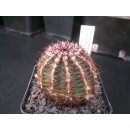 Echinocereus chloranthus  ( frosthart) !!