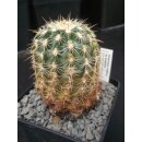 Echinocereus viridiflorus var. aureispina gro&szlig;   -...