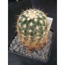 Echinocereus viridiflorus var. aureispina gro&szlig;   -...