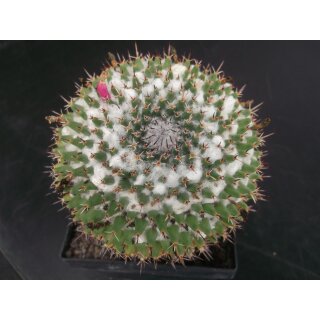 Mammillaria sempervivi var. tetrac. gro&szlig; !