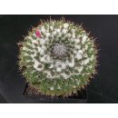 Mammillaria sempervivi var. tetrac. gro&szlig; !