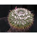 Mammillaria sempervivi var. tetrac. gro&szlig; !