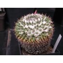 Mammillaria sempervivi var. tetrac. gro&szlig; !