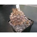 Turbinicarpus schwarzii 5cm / wurzelecht !