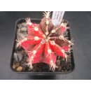 Gymnocalycium friedrichii (1) varigata 6cm !!