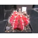 Gymnocalycium friedrichii (1) varigata 6cm !!