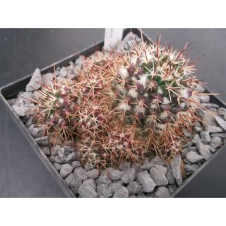 Mammillaria voburnensis 8cm wurzelecht !!
