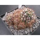 Mammillaria voburnensis 8cm wurzelecht !!
