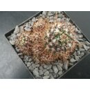 Mammillaria voburnensis 8cm wurzelecht !!
