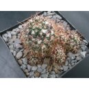 Mammillaria voburnensis 8cm wurzelecht !!