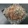 Mammillaria voburnensis 8cm wurzelecht !!