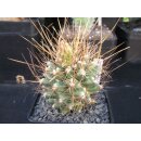 Thelobergia Hybride 9cm tief gepfopft -Rarit&auml;t- bl&uuml;hf&auml;hig !