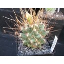 Thelobergia Hybride 9cm tief gepfopft -Rarit&auml;t- bl&uuml;hf&auml;hig !