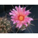 Thelobergia Hybride 9cm tief gepfopft -Rarit&auml;t-...