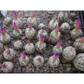 Escobaria minima Nachzuchtpflanzen ca. 2cm selten !