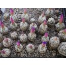 Escobaria minima Nachzuchtpflanzen ca. 2cm selten !