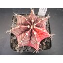 Gymnocalycium friedrichii (2) varigata 7cm !!