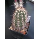 Echinocereus fendleri Hybride gro&szlig; u. frosthart !!