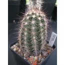 Echinocereus fendleri Hybride gro&szlig; u. frosthart !!