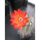 Echinocereus acifer (RI17 San Juan Capistrano -Zacat.)...