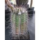 Echinocereus acifer (RI17 San Juan Capistrano -Zacat.) gro&szlig; !