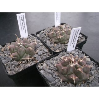 Thelocactus saussieri Lau1009 Nachzuchtpflanzen !