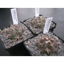 Thelocactus saussieri Lau1009 Nachzuchtpflanzen !