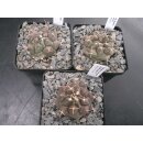 Thelocactus saussieri Lau1009 Nachzuchtpflanzen !