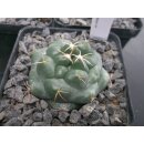 Coryphantha bumamma Nachzuchtpflanzen !