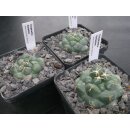 Coryphantha bumamma Nachzuchtpflanzen !