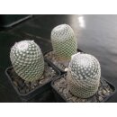 Mammillaria perbella Nachzuchtpflanzen !