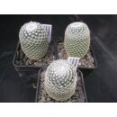 Mammillaria perbella Nachzuchtpflanzen !
