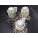 Mammillaria perbella Nachzuchtpflanzen !